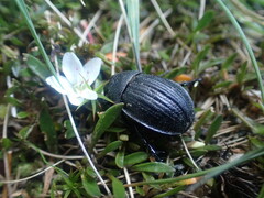 Scythrodes squalidus