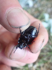 Scythrodes squalidus