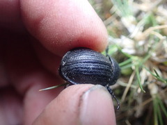 Scythrodes squalidus