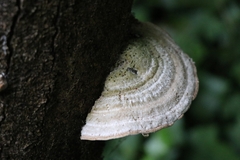 Trametes hirsuta