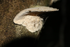 Trametes hirsuta