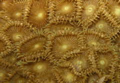 Palythoa heliodiscus