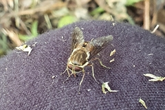 Scaptia auriflua