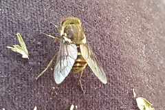 Scaptia auriflua