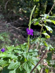 Stachytarpheta