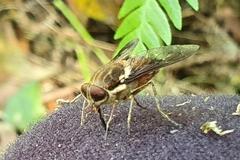 Scaptia auriflua