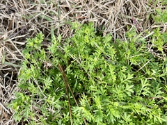 Lepidium didymum