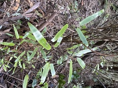 Lygodium articulatum