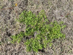 Lepidium didymum