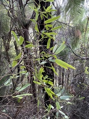 Lygodium articulatum