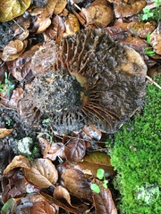 Omphalotus olivascens