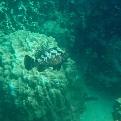 Epinephelus polyphekadion