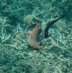 Epinephelus howlandi