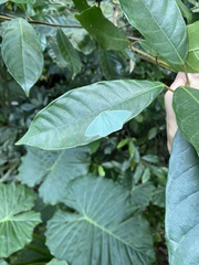 Pelagodes antiquadraria
