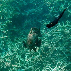 Epinephelus howlandi