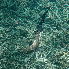 Epinephelus howlandi