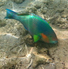 Scarus rivulatus