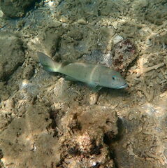 Plectropomus leopardus