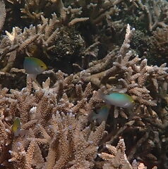 Pomacentrus aurifrons