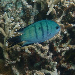 Abudefduf whitleyi