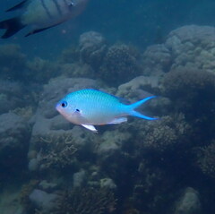 Chromis atripectoralis
