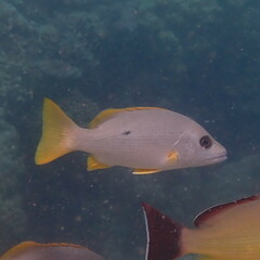 Lutjanus monostigma