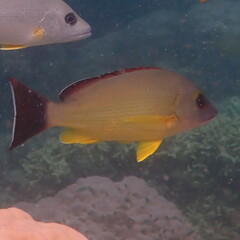 Lutjanus fulvus