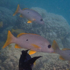 Lutjanus monostigma