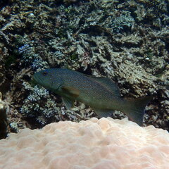 Plectropomus leopardus