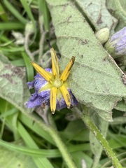 Solanum dimidiatum