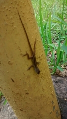 Anolis sagrei