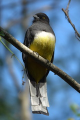 Trogon citreolus