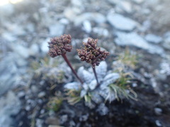 Anisotome lanuginosa