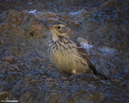 Bisbita pechianteado (Anthus rubescens)