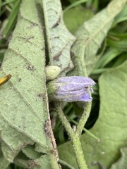 Solanum dimidiatum