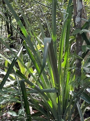 Bromelia pinguin