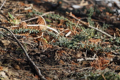 Ceanothus cordulatus