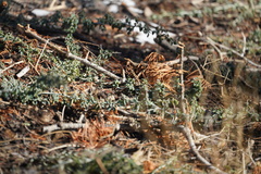 Ceanothus cordulatus