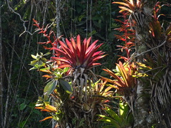 Tillandsia guatemalensis