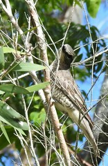 Edolisoma tenuirostre