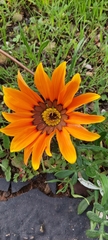Gazania