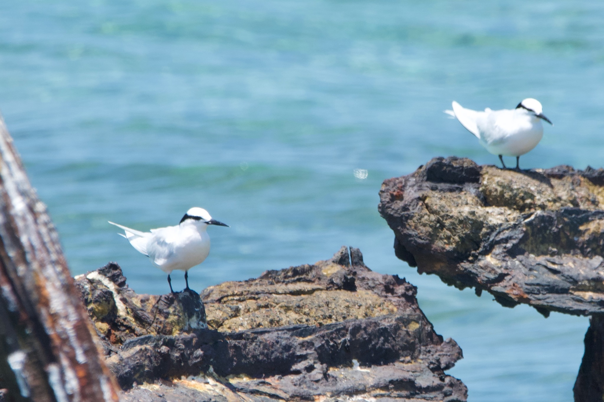 Black-naped Tern