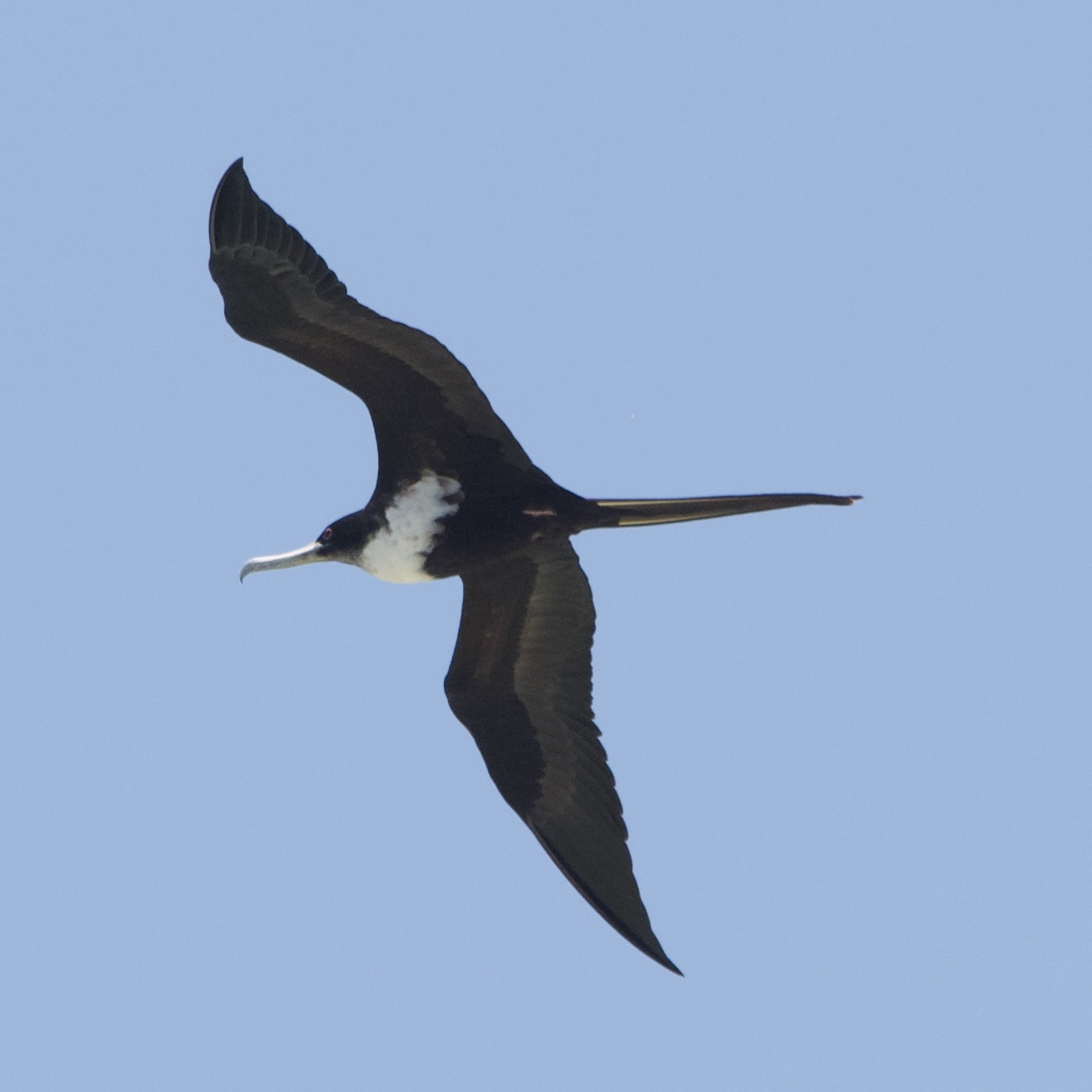Great Frigatebird