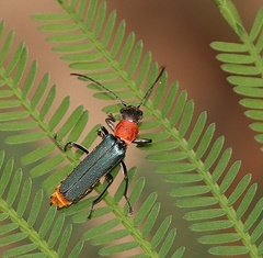 Chauliognathus tricolor