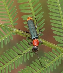 Chauliognathus tricolor