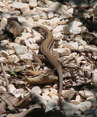 Aspidoscelis sackii sackii