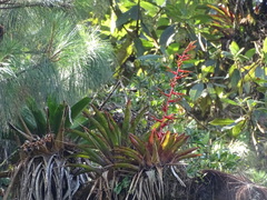 Tillandsia guatemalensis