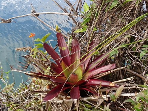 Image of Werauhia werckleana by (c) Alexis López Hernández, some rights reserved (CC BY)