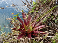 Werauhia werckleana