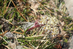 Anisotome lanuginosa